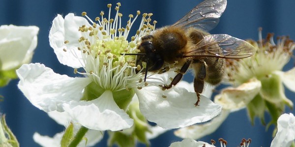 Une nouvelle ruche au sein de la Fondation Cognacq-Jay